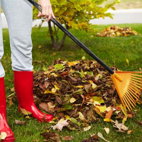 Yard Cleanout